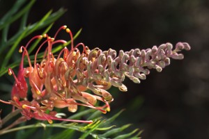 Grevillea Superb Flower